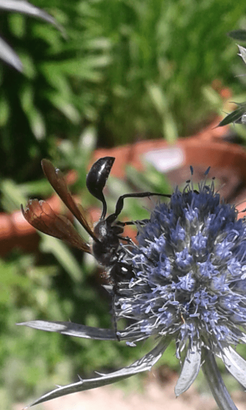 Isodontia mexicana (Sphecidae)? S.